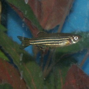 Here is 1 of 4 danios I got in the tank.