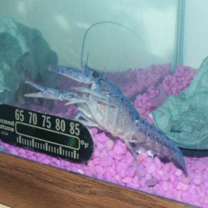 Here is a blue lobster in my smallest tank. He shed his "skin" twice already and still growing.