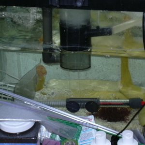 This is a quick picture of my sump, what you can see through all my junk piled in front of it.