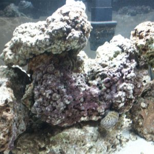 Picture of some of my 45 lbs of live rock after 2 mos cycling.  Bought from www.liveaquaria.com