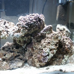 Picture of the other part of 45 lbs. of live rock bought from www.iveaquaria.com  The rock has cycled for 2 mos.
