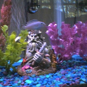 my cichlid in 10gal tank...dont fret looking for bigger tank now