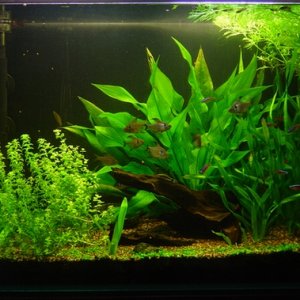 Resetup the overgrown tank. Chop  few jave fern, add in gloso. Pic taken in week 6 after setup.