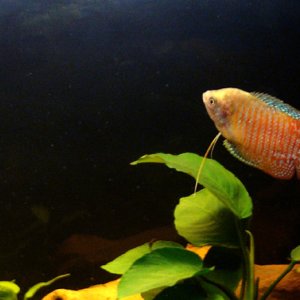 Our 2nd fish (male). Timid, gets picked on by the opaline gourami(female)!!