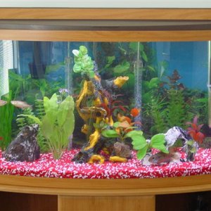 Fully stocked with Cichlids, Sharks and one Blue Gourami, they get along great!!!