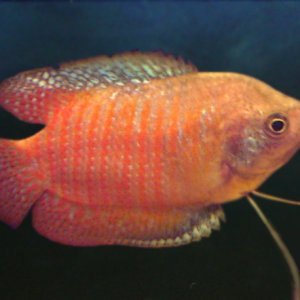Our second fish, Boo the dwarf gourami