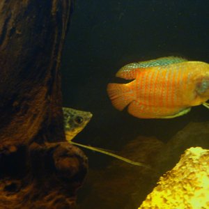 Opaline gourami protecting his hide-out...