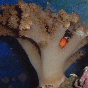 Forsaken the toadstool, and now host the tree coral
