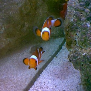 Talk about being in love! Our pair of clownfish are inseparable, spending every bit of the day and night together! Every morning when we turn the tank