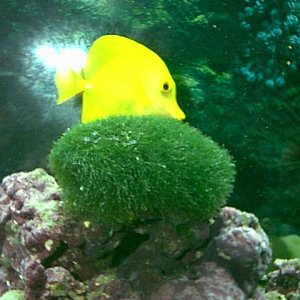 Funny pic that matches the funny personality of our yellow tang!