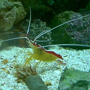 What could these black spots be that suddenly appeared on cleaner shrimp?