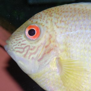 This is one of my favorite fish, my gold severum from my 55 gallon tank. It is about 7 inches now.