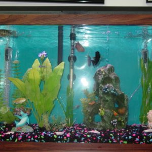 This 20 Gal used to be the home of all of my Cichlids and Sharks and Gouramies, not any more, I moved them to a 46 Gal.