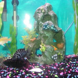 You can see I used to have 1 Convict, Green Terror (or Blue Acara) 1 Jack Dempsey and 1 Yellow Electric, Well I lost the Blue Acara and the Convict. I