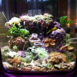 This is a small nano reef I have had set up for 2 months now. It has seven different corals,clusterdusters, large duster, porceline crab, hermits, tur