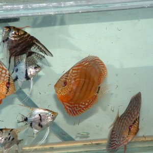 Discus and Angels in a bare bottom tank.