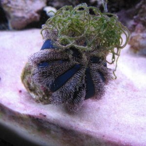 My Blue Tuxedo Urchin carrying around macro algae