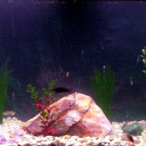 this is my tank after i cleaned till it was a new cycle again with fish and redecorated