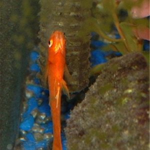 This is my red swordtail who is swimming vertically.  Please help.