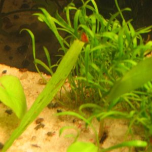 One of three cherry shrimp in my tank.  Unfortunately, the camera I used cannot focus on the little guy.
