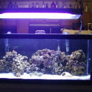 Our 20L gl reef tank... it doesnt have much we just started it! :)