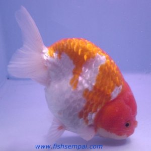 I really love Ranchu goldfish.