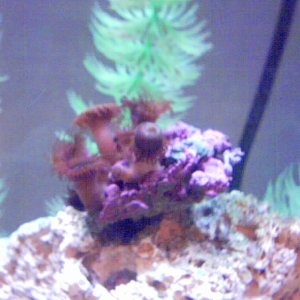 Polyps & unknown coral...If I had a better camera i could take a better pic...sorry.