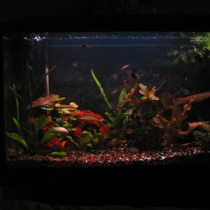 Overall picture of the tank.. it's dark so you can hardly see the vallisneria on the left behind the rocks.