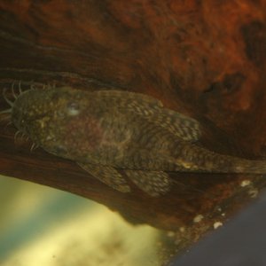 This male bristlenose pleco is about 4 inches long and will eventually grow to 6 - 8 inches.  A grotesquely beautiful fish, but he is extremely shy an