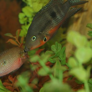 Here is a shot of my cichlids behaving like cichlids.  The firemouth (right) bullies the acaras and the jewel (left).  The jewel gives as good as he g