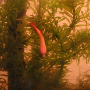My first betta, and I have a crush on her.  She dislikes me, however.

Betta:
Aggressive!
yellow/orange body to pink-ish head.
blue to red-tipped fins