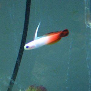 My latest adition to my aquarium. Blaze..My Firefish.  Hes pretty active during the day, and is swimming right above his dart hole.  :)