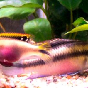 This is my new pair of Kribensis.  Hopefully I will be getting a spawning soon.