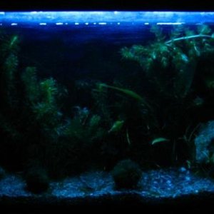 Too bright IMO.  I prefer blue LEDs, which for some reason camera can't pick up.  Noctournal fish seem more natural under LED...