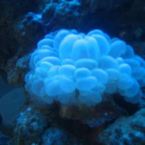 this is probably my favorite coral. it's bubbles look so cool!