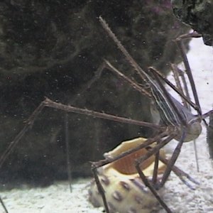 Close up on my Arrow Crab...