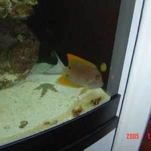 Does anyone know what type of tang this is??