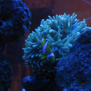 Night picture of our Percula Clown with our new Anenome...  Not sure what type of Anenome this is.