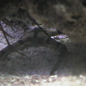 He's cool, but hides under the rocks most of the day.  Our Arrow Crab seems to like him.