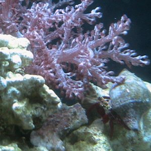 This is one of my hermits, (I think that he is the one who molted the other day) and my coral.