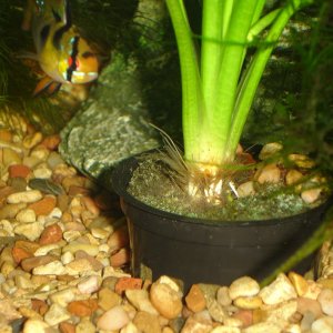 Male German Blue Ram watching over wiggling eggs at base of Amazon Sword in pot.