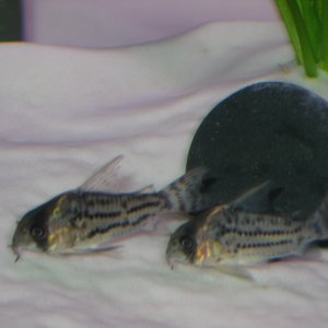 2 swartz corys io got a few days ago, they are full of personality