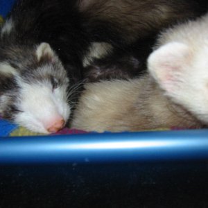 My two little friend--- the ferrets