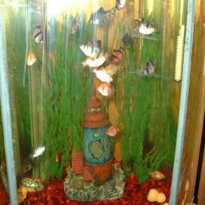 You can see almost all of my fish here. I know it's a lousy pic, I'll try for a better one soon