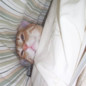 here is my newest cat, furby... he just loves crawling under the covers and sleeping all day there... quite strange imo