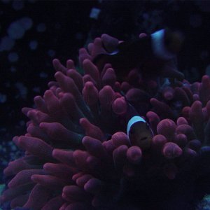 Two True Percs in Rose Anemone