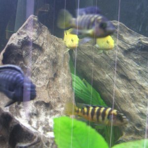 my mbuna cichlids... bumble bee, electric yellow (yellow lab), and johannis!