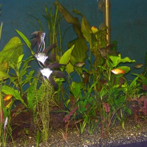 Here are a few of the fishies in the 75 Gallon planted tank