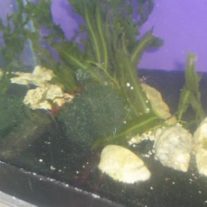 some of the algae we are growing