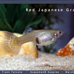 Red Japanese Grass Female Guppy